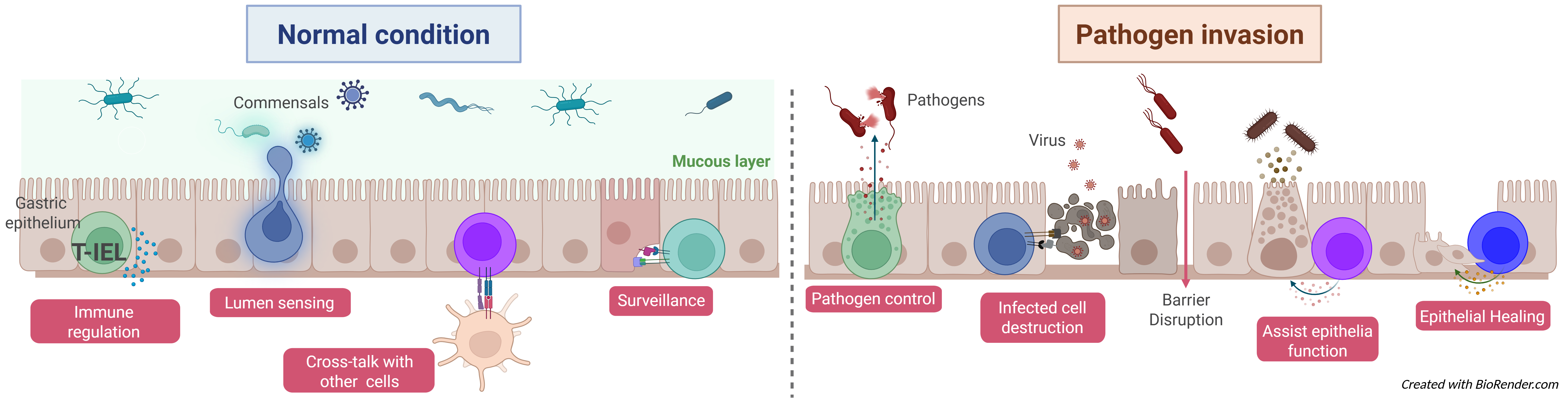 Diagram of T-IELs