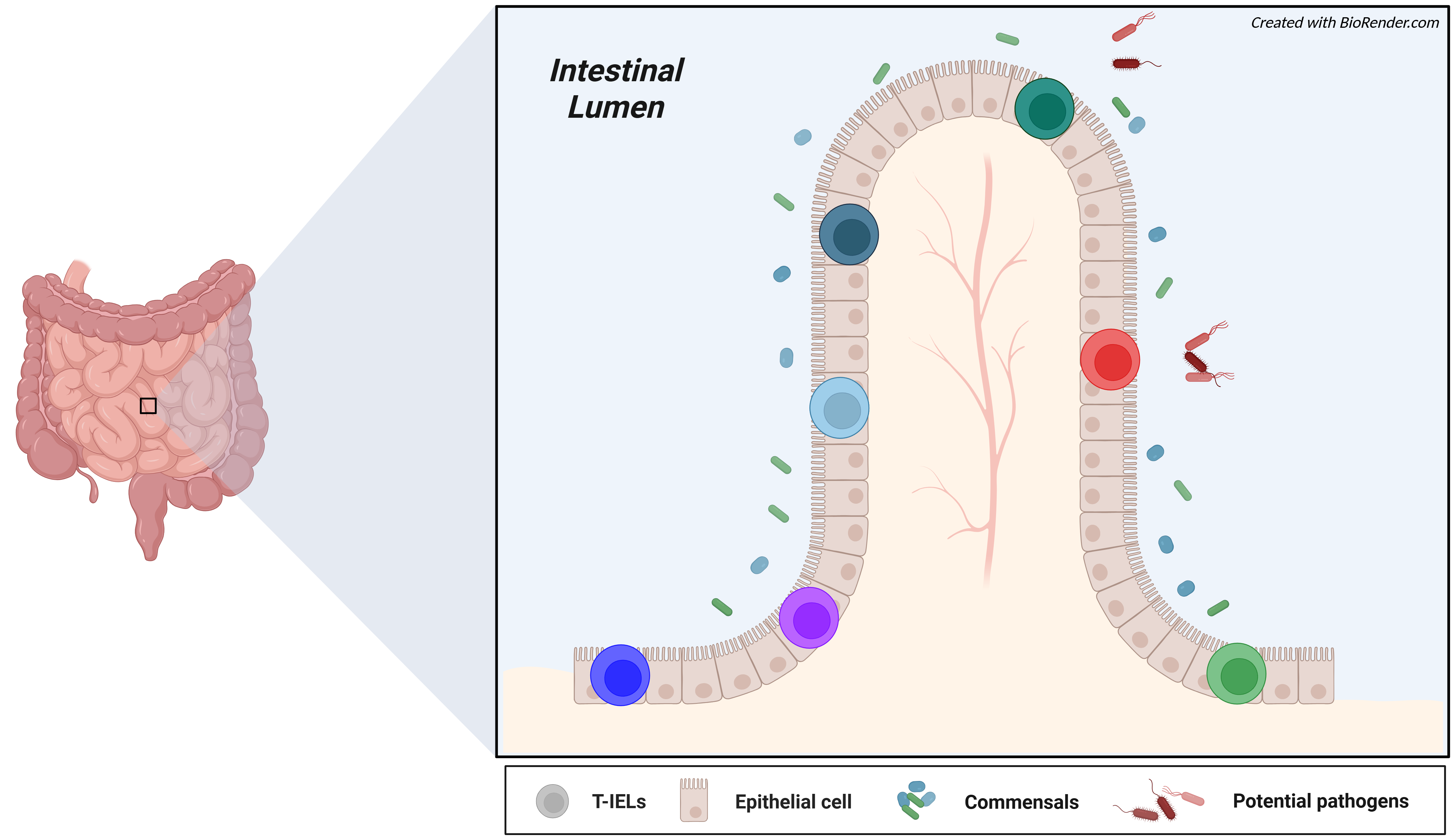 Diagram of T-IELs